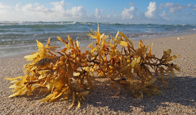 È uscito il rapporto sulla bioeconomia blu dell'UE