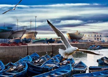 Il Marocco è il principale esportatore al mondo di sardine in scatola 