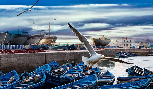 Il Marocco è il principale esportatore al mondo di sardine in scatola 