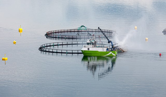 La domanda di salmone continua ad aumentare ma l'offerta rimarrà stabile