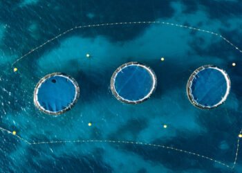 Malta. Gli allevamenti di tonno puntano alla crescita 
