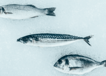 EUMOFA. Disponibili report aggiornati pesca e acquacoltura in Italia e UE