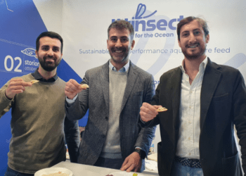 Insetti, alternativa sostenibile per la mangimistica dell'acquacoltura