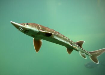 Storione: produzione, commercio e consumo all'interno e all'esterno dell'UE