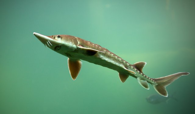 Storione: produzione, commercio e consumo all'interno e all'esterno dell'UE