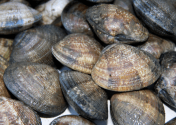 Un team di ricerca internazionale studia un cancro contagioso nei bivalvi