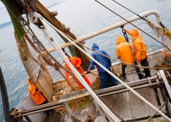 Un'equazione quantifica l'impatto della pesca a strascico