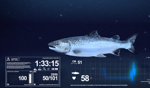 WSense offre soluzioni per monitorare in tempo reale gli ambienti marini e oceanici fino a 3.000 metri di profondità. Questi sistemi permettono di fornire informazioni importanti per la Blue Economy