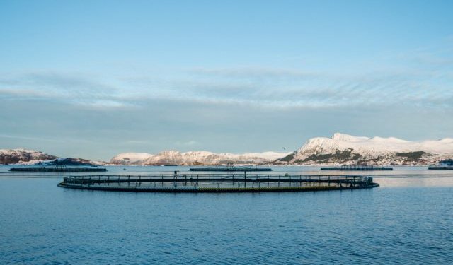 Acquacoltura. Il governo norvegese ha deciso di ridurre l'aliquota al 35%