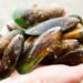 Cozze verdi neozelandesi: buone per salute e ambiente