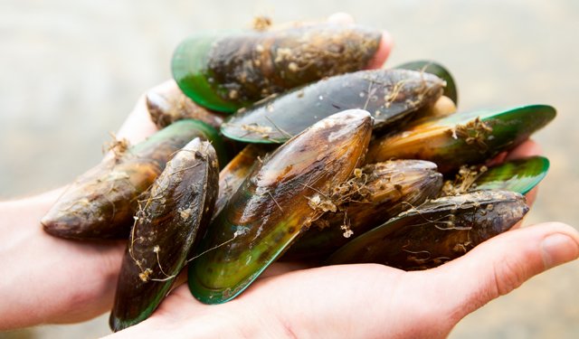 Cozze verdi neozelandesi: buone per salute e ambiente