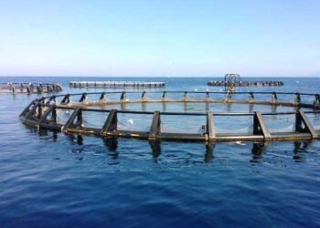 L’acquacoltura argentina: un pilastro per lo sviluppo della blue economy
