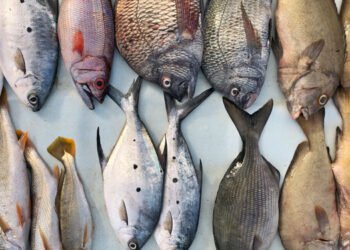 In un sondaggio il confronto tra pesce selvatico e di allevamento