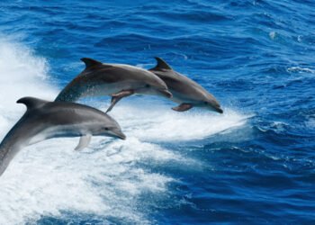 Intelligenze artificiali per studiare i cetacei nel Golfo di Taranto