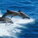 Intelligenze artificiali per studiare i cetacei nel Golfo di Taranto