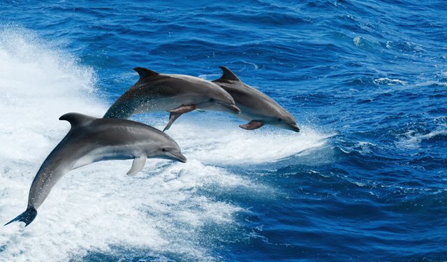 Intelligenze artificiali per studiare i cetacei nel Golfo di Taranto