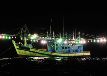 La pesca globale dei calamari cresce a dismisura