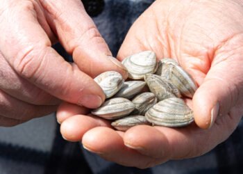 La vongola lupino: storia di un prodotto Made in Italy