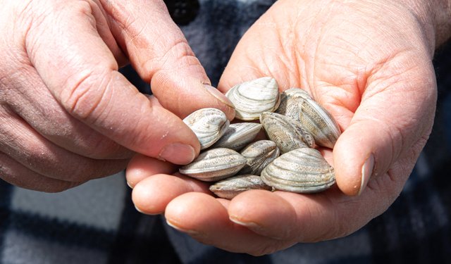 La vongola lupino: storia di un prodotto Made in Italy