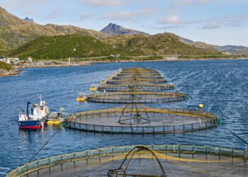 L'acquacoltura norvegese ricerca nuovi ingredienti per mangimi 