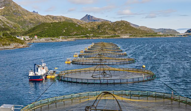 L'acquacoltura norvegese ricerca nuovi ingredienti per mangimi 