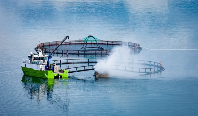 L'acquacoltura norvegese ricerca nuovi ingredienti per mangimi