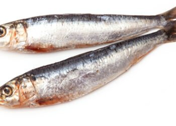 IttiCultura: il pescato siciliano dall’etichetta al piatto