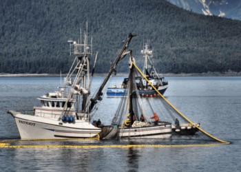 Prodotti ittici dell'Alaska, il top della sostenibilità