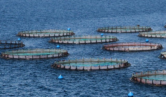 Skretting e HIPRA uniscono le loro competenze per affrontare un’importante malattia delle trote