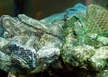 Tecnologia intelligente per l'allevamento di molluschi bivalvi