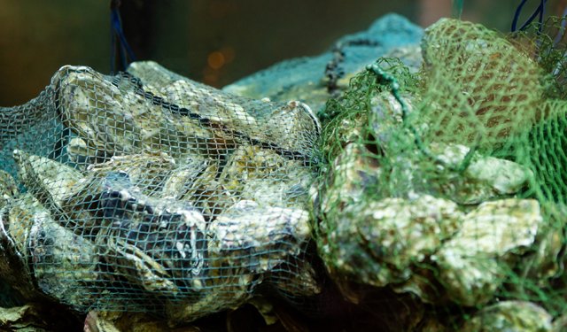 Tecnologia intelligente per l'allevamento di molluschi bivalvi