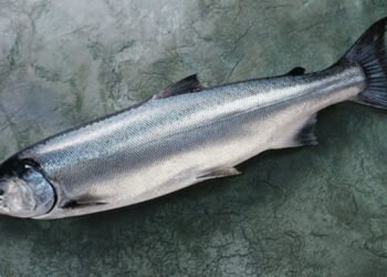Salmone dell'Alaska: 5 varietà, una più buona dell'altra