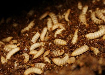 BioMar e Agronutris insieme per la produzione di nuovi mangimi