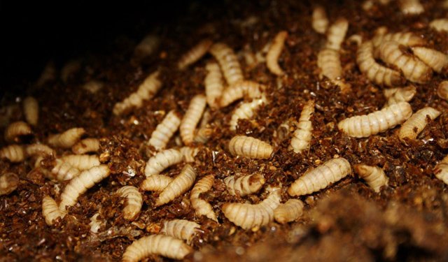 BioMar e Agronutris insieme per la produzione di nuovi mangimi