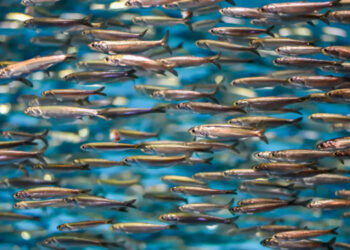 In calo la produzione mondiale di farina e olio di pesce