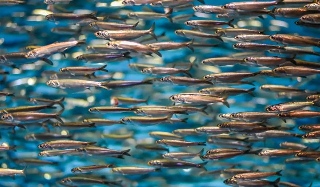 In calo la produzione mondiale di farina e olio di pesce