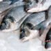 L'orata è il pesce più acquistato dagli italiani