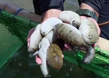 Nelle Filippine il più grande allevamento di cetrioli di mare