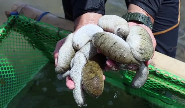 Nelle Filippine il più grande allevamento di cetrioli di mare