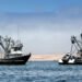 Riaperta la pesca alle acciughe in Perù