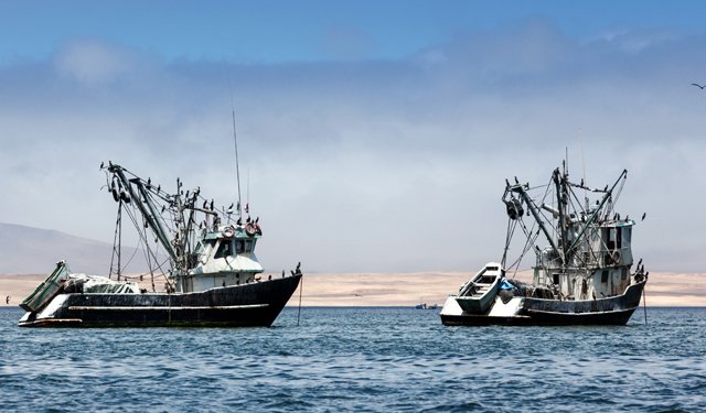 Riaperta la pesca alle acciughe in Perù