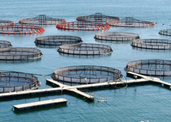 Tecnologia e AI trasformano l'industria dell'acquacoltura