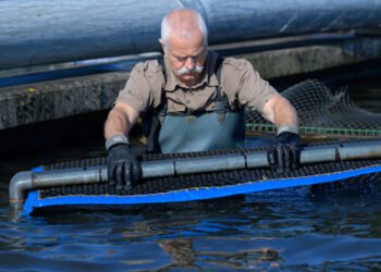 Tilapia. Dall'acquacoltura uno dei pesci più consumati al mondo