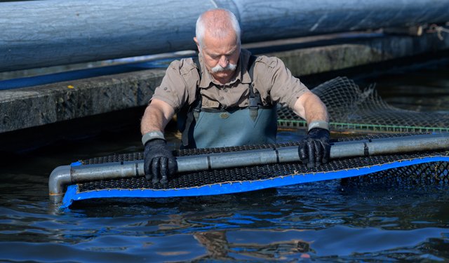 Tilapia. Dall'acquacoltura uno dei pesci più consumati al mondo