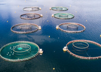 Acquacoltura rigenerativa per soddisfare la domanda di pesce