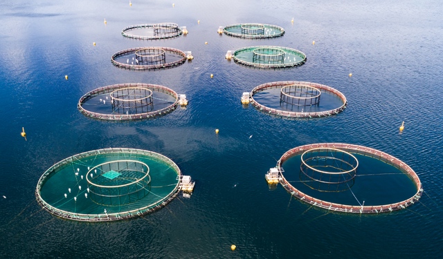 Acquacoltura rigenerativa per soddisfare la domanda di pesce