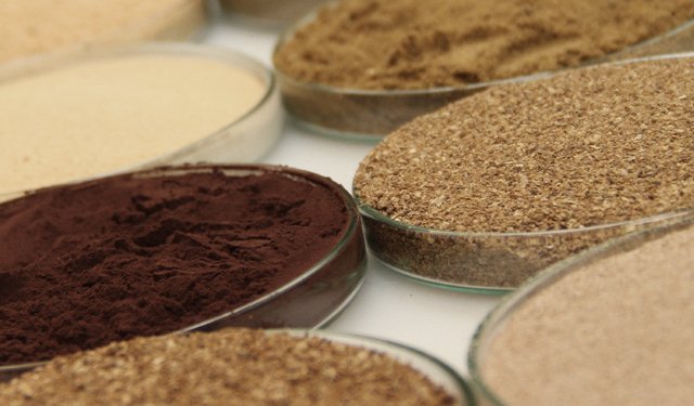 L'aggiunta di lievito al mangime promuove la risposta immunitaria dei pesci