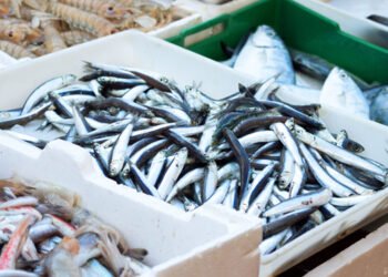 Benefici sorprendenti con il consumo di pesce azzurro