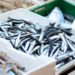 Benefici sorprendenti con il consumo di pesce azzurro