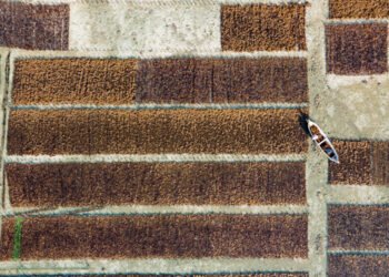 In un report il mercato globale delle alghe